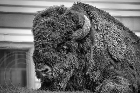 Buffalo Portrait-Mammoth B&W