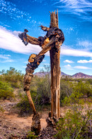 Dead Saguaro in Sonoran Desert 2-26-2014