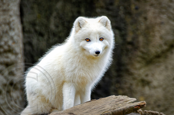 Artic Fox-PT Defiance-Tacoma WA-3-5-2013-